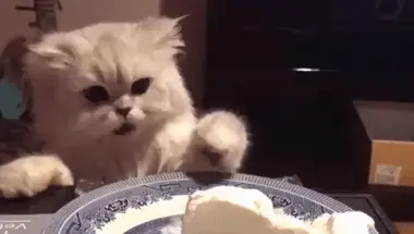 Chat en train de voler un gâteau dans une assiette
