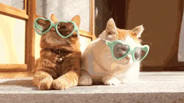 Deux chats orange portant des lunettes bleues, profitant du soleil ensemble.