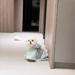 Cape Chien À Capuche Magie photo review