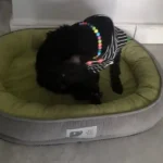 Panier XXL Pour Chien Velours photo review