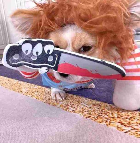 Vêtements Pour Chien Spooky boo photo review