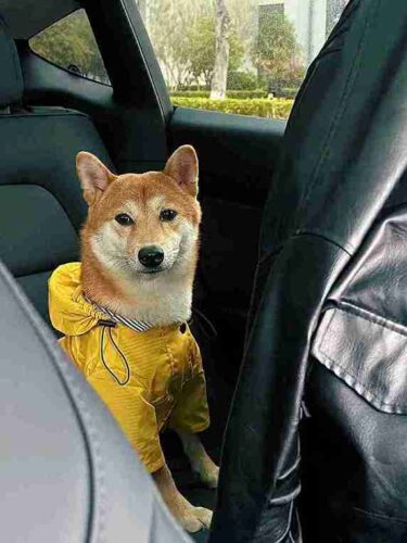 Manteau De Pluie Chien Gentle-Pet photo review