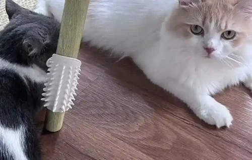 Brosse Pour Chat Massage Autonome photo review