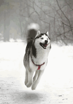 Un mignon husky remuant joyeusement la queue
