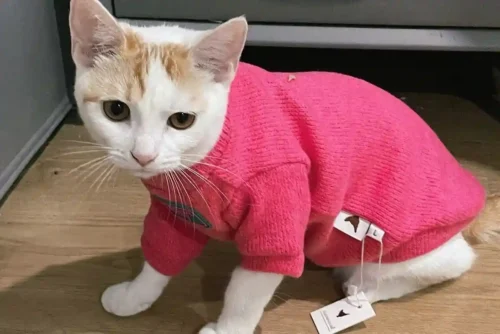 Pull Pour Chat Hoito photo review