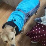 Manteau Imperméable Chien Äventyr photo review