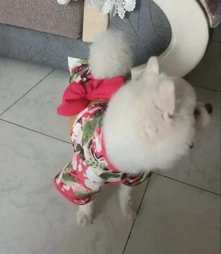 👘 Déguisement Pour Chien Princesse Kawaii👘 photo review