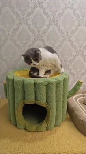 Niche Pour Chat Intérieur Cactus photo review