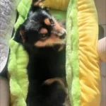 Panier Chien Design Hotdog photo review