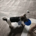 Frisbee Chien Interactif photo review