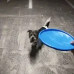 Frisbee Chien Interactif photo review