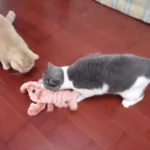 Jouet Chat Interactif Homard photo review