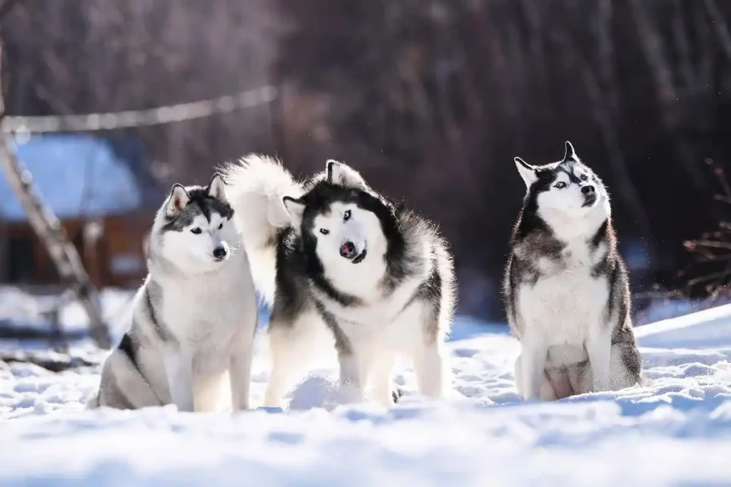 Les huskies sont doués pour survivre dans la glace et la neige