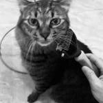Peigne Chat Double Face Beleza photo review