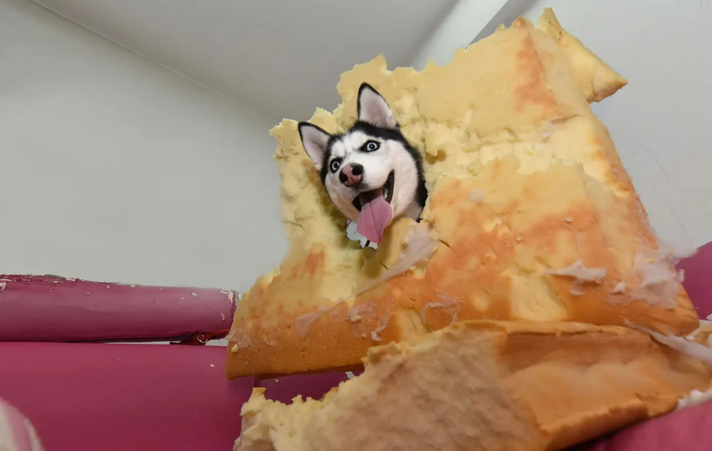 Un husky détruit un canapé