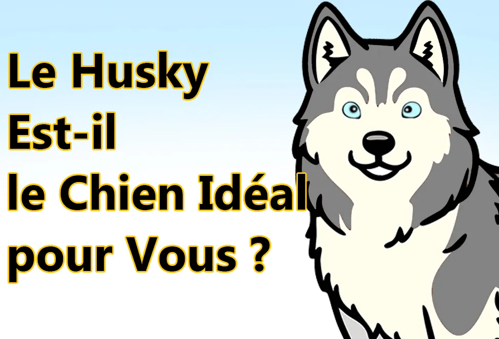 husky est ideal chien
