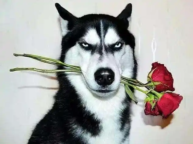 Les Huskies sont pleins d'amour pour les humains