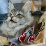 portrait-chat-personnalise-3d-maine-coon-vivant portrait-chat-personnalise-3d-maine-coon-vivant