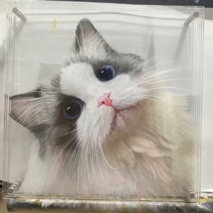 Portrait Chat Personnalisé 3D Authentique