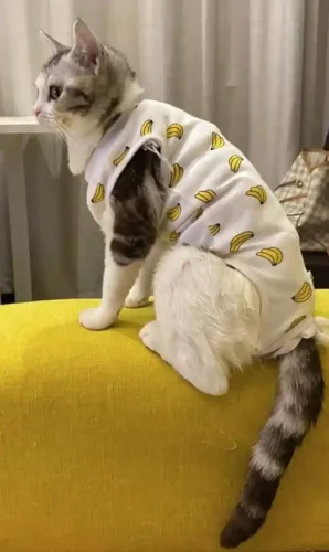 Click to view full screen Body pour Chat Après Opération - Confort et Protection Post-Stérilisation photo review