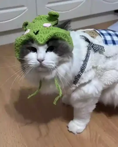 Chapeau & Déguisement Pour Chat Froggy photo review
