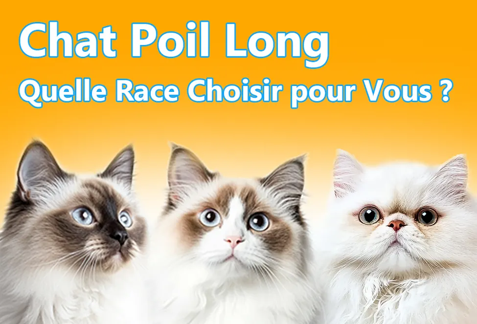 Chat Poil Long : Quelle Race Choisir pour Vous ?