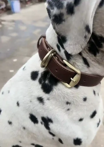 Collier Chien Personnalisé Cuir Camaïeu photo review