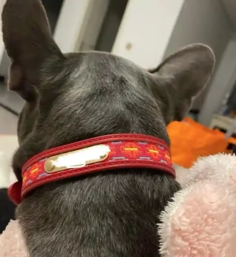Collier Gravé Chien Multicolore Boho Brodé photo review