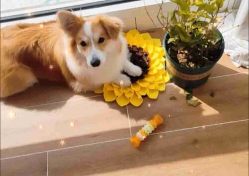 Tapis de Fouille Chien Tournesol photo review