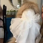 Robe Pour Chien Mariage avec Voile photo review