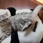 Coussin Pour Chat Panda photo review