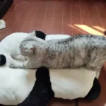 Coussin Pour Chat Panda photo review
