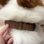 Collier Chien Cuir Personnalisable Beauty photo review