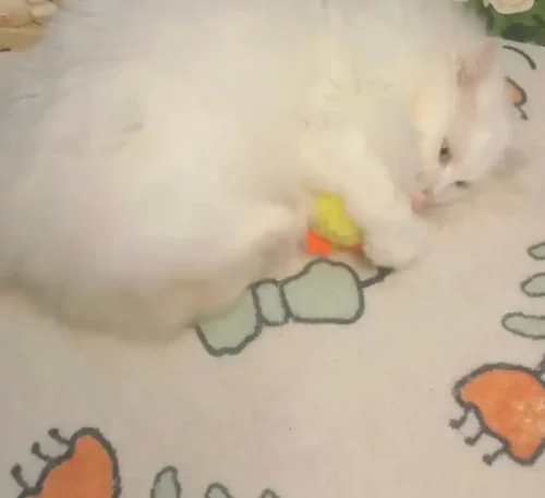 🐥Jouet Chat Interactif Canard Auto-Battant photo review