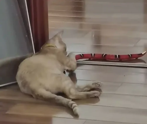 Jouet Chat Serpent Interactif photo review