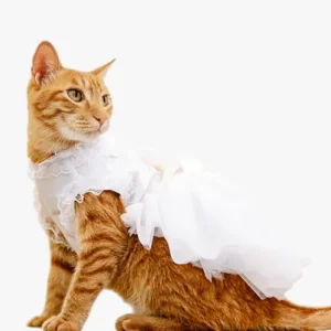 Robe pour Chat Princesse Mariée Dentelle