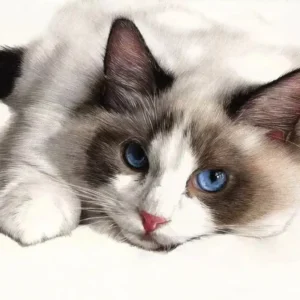 Dessin au crayon couleur d'un chat Ragdoll