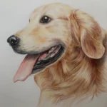 dessin-au-crayon-couleur-chien-golden-retriever Dessin au crayon couleur d'un chien Golden Retriever