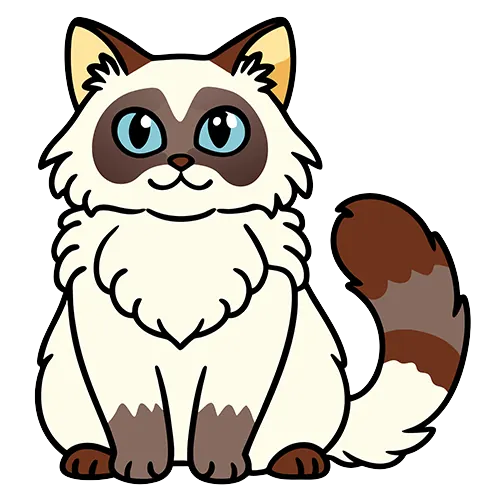 mignion chat ragdoll