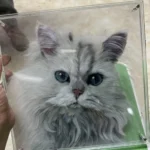 portrait-chat-Maine-Coon-personnalisé