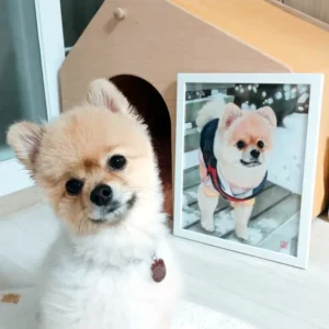 Portrait dessiné à la main d'un chien Pomeranian.