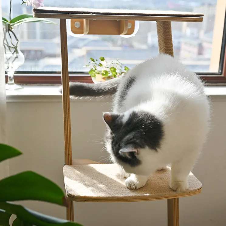 Un chat noir et blanc descend l’escalier de l’arbre à chat