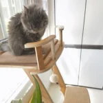 Un petit Maine Coon joue sur un arbre à chat Un petit Maine Coon joue sur un arbre à chat