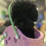 chien-noir-dans-sac-caoutchouc-ecologique Chien noir dans un sac bandoulière en caoutchouc écologique