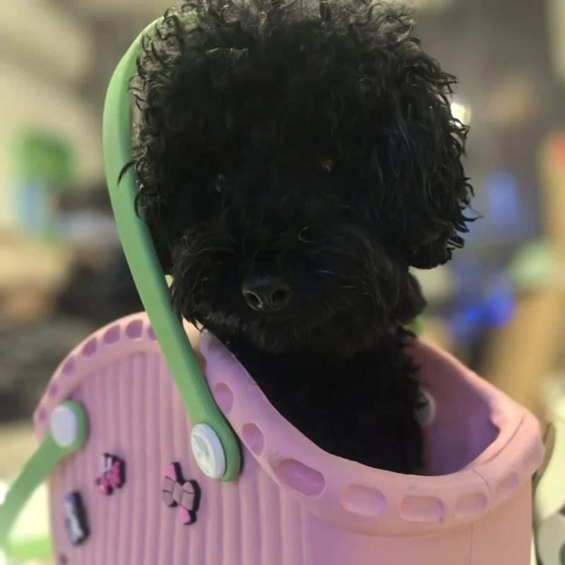 Chien noir dans un sac bandoulière en caoutchouc écologique