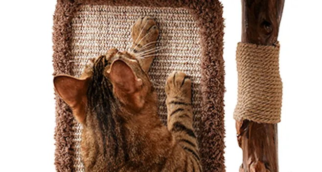 Griffoir préféré des chats