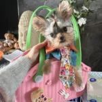 papillon-dans-sac-bandouliere-caoutchouc Un chien papillon dans un sac bandoulière en caoutchouc écologique