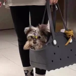 Un spitz dans un sac noir en caoutchouc écologique
