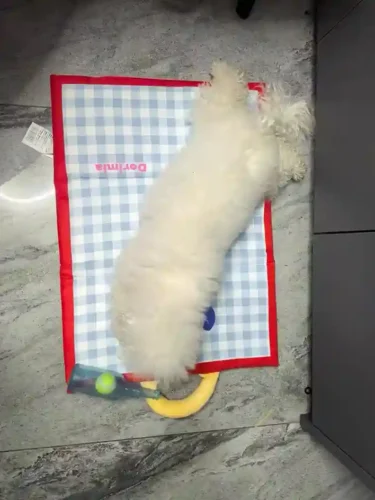 Tapis Pour Chien Rafraîchissant Imperméable Épais photo review