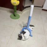 Un chat tacheté joue avec un jouet pour chat bleu en peluche à tirer